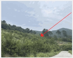  2025Ÿ��21446 �泲 ������ �Ͽ�� ��ġ�� 247-42      ����(��1)���