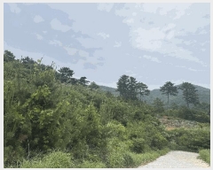  2025Ÿ��21446 �泲 ������ �Ͽ�� ��ġ�� 247-42      ����(��1)���