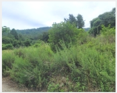  2025Ÿ��21747 �泲 �뿵�� ������ �׸��� 1226-1      ����(��1)���