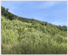  2025Ÿ��21826  �����