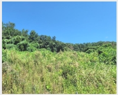  2025Ÿ��21826  �����