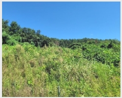  2025Ÿ��21826  �����