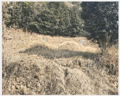  2025Ÿ20484 泲  û  597-3      (Ӿ)