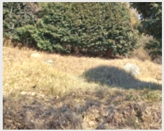  2025Ÿ20484 泲  û  597-3      (Ӿ)