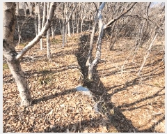  2025Ÿ20979 泲  ʸ 縮 702      ()