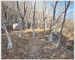  2025Ÿ20979 泲  ʸ 縮 702      ()