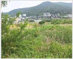  2025Ÿ��21513  ����