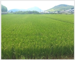  2025Ÿ��21724  ����