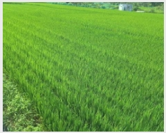  2025Ÿ��21788  ����