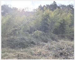  2025Ÿ419 泲  ̸  99      ()