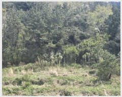  2025Ÿ21263 泲 뿵  ǳȭ 170      (Ӿ)