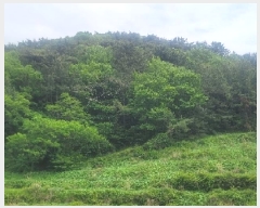  2025Ÿ21263 泲 뿵  ǳȭ 170      (Ӿ)