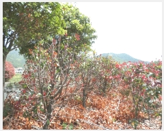  2025Ÿ��21296  �����