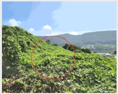  2025Ÿ��21741  �����