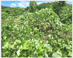  2025Ÿ��1400 �泲 �о�� �κϸ� ���ʸ� 330      ����(��)���