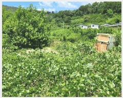  2025Ÿ��1400 �泲 �о�� �κϸ� ���ʸ� 330      ����(��)���