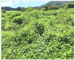  2025Ÿ��1400 �泲 �о�� �κϸ� ���ʸ� 330      ����(��)���