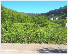  2025Ÿ��1400 �泲 �о�� �κϸ� ���ʸ� 330      ����(��)���