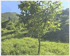  2025Ÿ��1493  ����