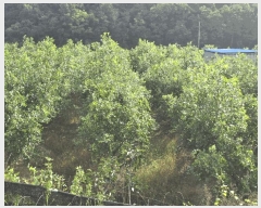  2025Ÿ��1684 �泲 �о�� û���� ��õ�� 116      ����(��)���