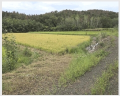  2025Ÿ��1776 �泲 â�籺 ���ո� ������ 264      ����(��)���