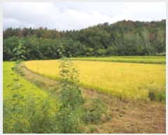  2025Ÿ��1776 �泲 â�籺 ���ո� ������ 264      ����(��)���