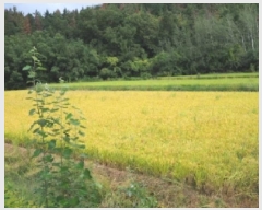  2025Ÿ��1776 �泲 â�籺 ���ո� ������ 264      ����(��)���