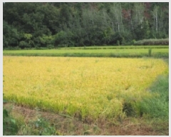  2025Ÿ��1776 �泲 â�籺 ���ո� ������ 264      ����(��)���