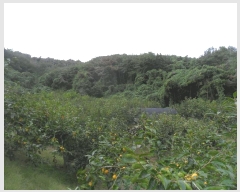  2025Ÿ��10362 �泲 �о�� ������� ������ ��62-2      ����(�Ӿ�)���