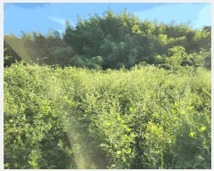  2025Ÿ��10382 �泲 â�籺 �̹�� ���긮 14      ����(��1)���