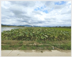  2025Ÿ��10504 �泲 â�籺 ������ ������ 990-8      ����(��)���