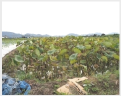  2025Ÿ��10504 �泲 â�籺 ������ ������ 990-8      ����(��)���