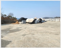  2025Ÿ18 泲 â籺  Ҹ 956      