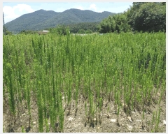  2025Ÿ��1387  ����