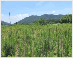  2025Ÿ��1387  ����