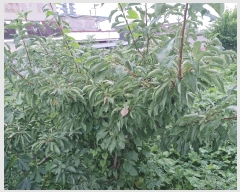  2025Ÿ��1479 �泲 �о�� ��� 728-125       ����(����)���