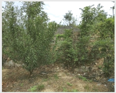  2025Ÿ��1783  �������