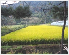  2025Ÿ��1936  ����