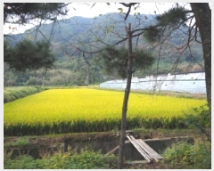  2025Ÿ��1936  ����