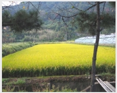  2025Ÿ��1936  ����