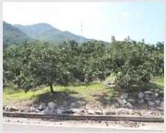  2025Ÿ��10433 �泲 �о�� �󵿸� ������ 197-1      ����(��)���