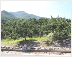  2025Ÿ��10433 �泲 �о�� �󵿸� ������ 197-1      ����(��)���