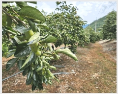  2025Ÿ��10433 �泲 �о�� �󵿸� ������ 197-1      ����(��)���