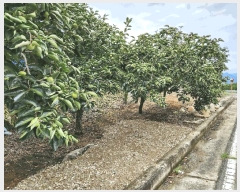  2025Ÿ��10433 �泲 �о�� �󵿸� ������ 197-1      ����(��)���