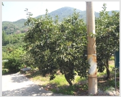  2025Ÿ��10433 �泲 �о�� �󵿸� ������ 197-1      ����(��)���