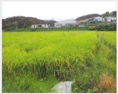  2025Ÿ��10481 �泲 â�籺 �帶�� �尡�� 49      ����(��)���