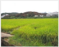  2025Ÿ��10481 �泲 â�籺 �帶�� �尡�� 49      ����(��)���