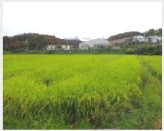  2025Ÿ��10481 �泲 â�籺 �帶�� �尡�� 49      ����(��)���