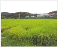  2025Ÿ��10481 �泲 â�籺 �帶�� �尡�� 49      ����(��)���