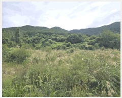  2025Ÿ��10502 �泲 �о�� �곻�� �۹鸮 126-5      ����(�Ӿ�)���